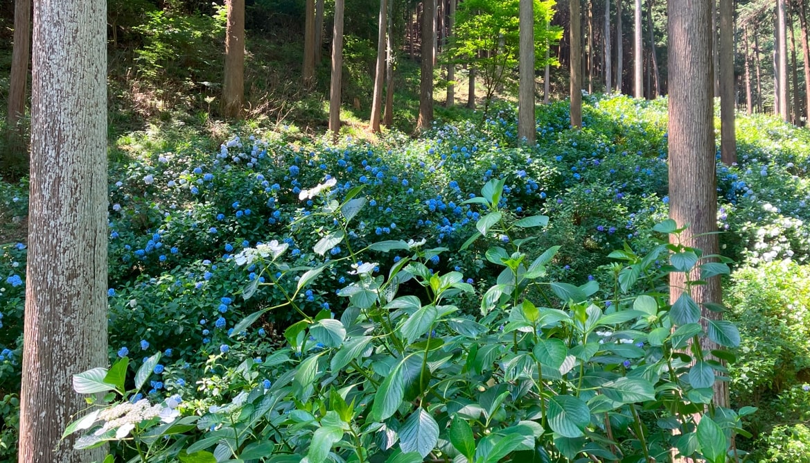 南沢あじさい山