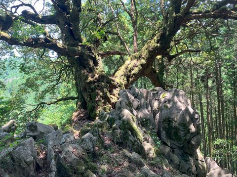 山抱きの大樫