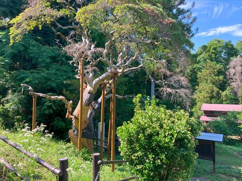幸神神社のシダレアカシデ
