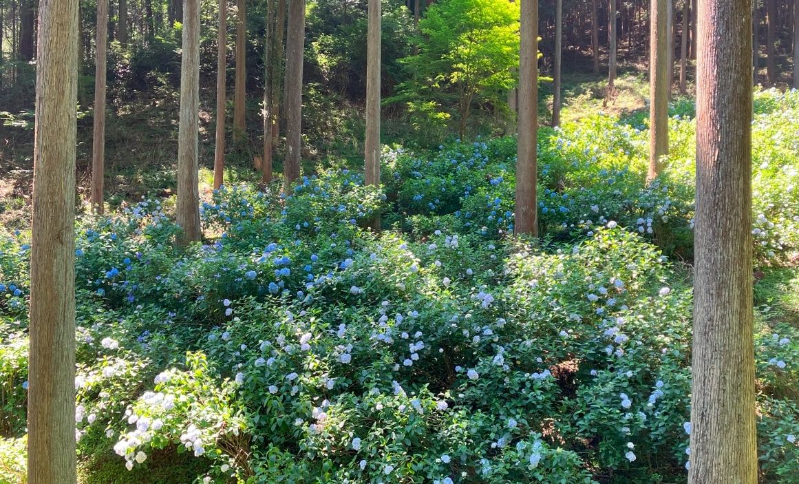 南沢あじさい山