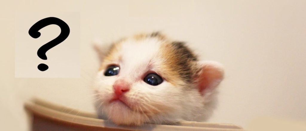 はてなねこ