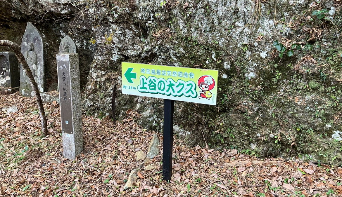 上谷の大クス