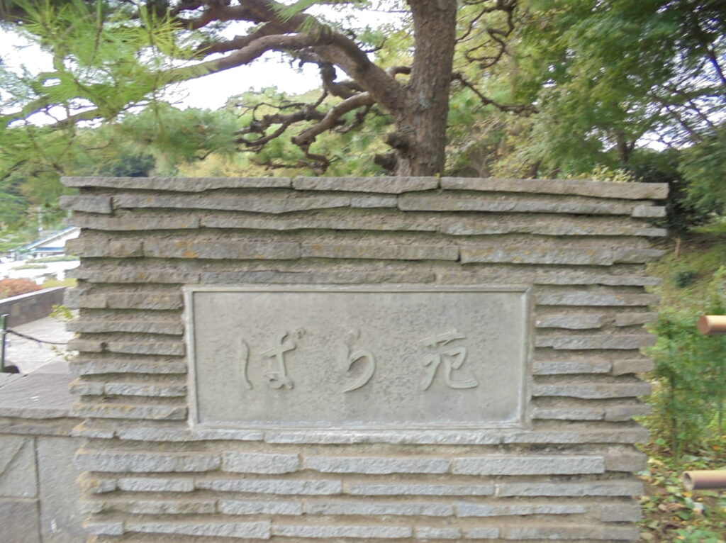 秋バラ1