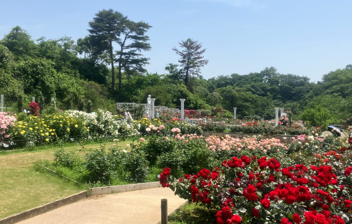 生田緑地バラ園