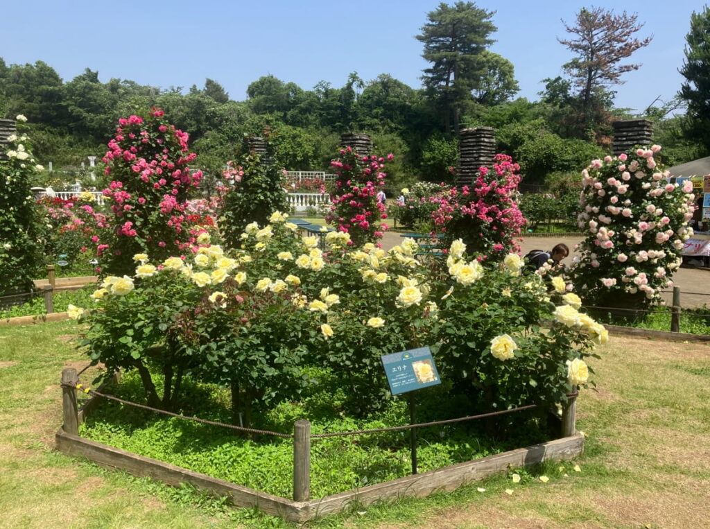 春バラ5
